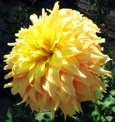 Dahlia ' YAMABIRAKI '  (G.D.)  Konishi  Jap.  1999  Visit to the USA 2017  (David Brown)